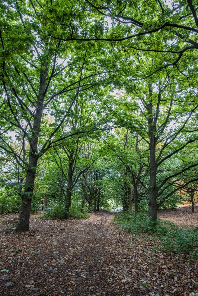 writing Trees with the 20mm_06Apr2015_0022 copy