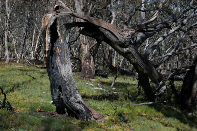 THE RESULT OF BUSH FIRES AND STRONG ALPINE WINDS.