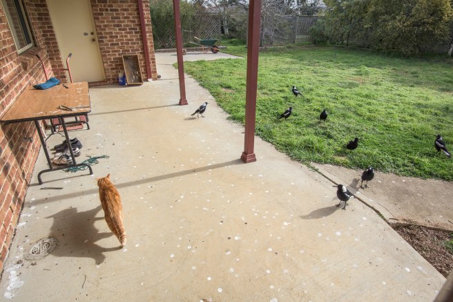 GINGER AND THE MAGPIES COEXIST PEACEFULLY.