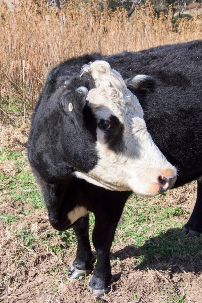 WHO LET YOU INTO MY PADDOCK?