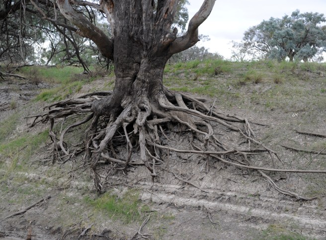 AN OLD MAN ON THE BANKS OF THE DARLING RIVER NEAR BOURKE, NSW.