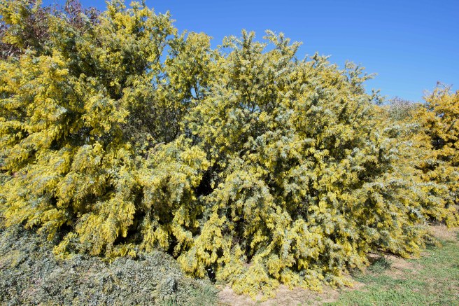 FABULOUS FOLLIAGE FROM ONE TREE. THE BASE AREA IS A LOW GROUND COVER WATTLE.