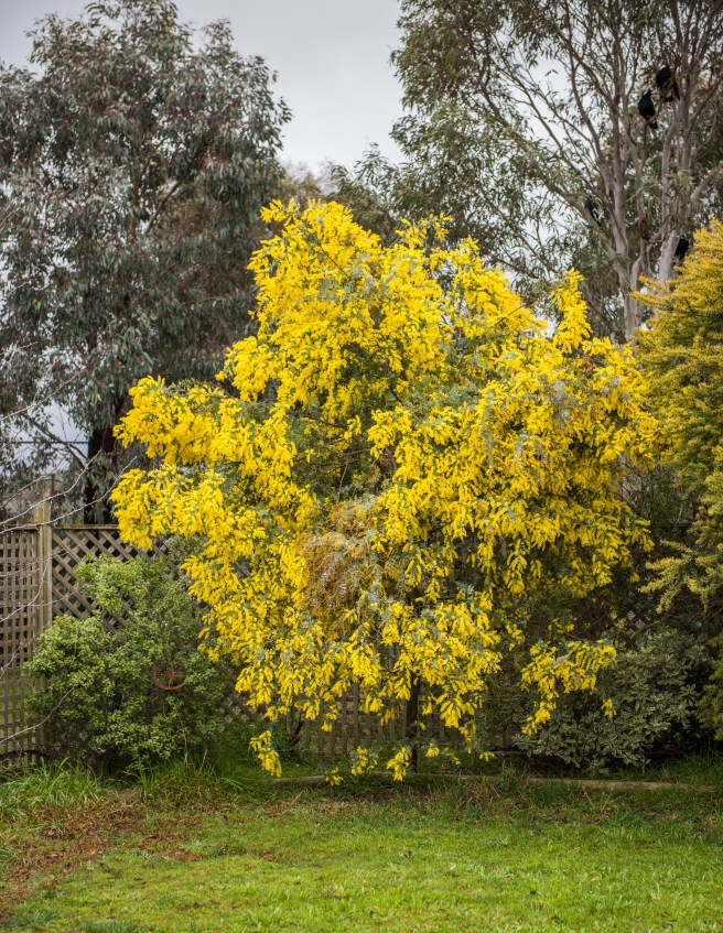 THIS BEAUTY IS DIRECTLY ACROSS FROM THE KITCHEN WINDOW.
