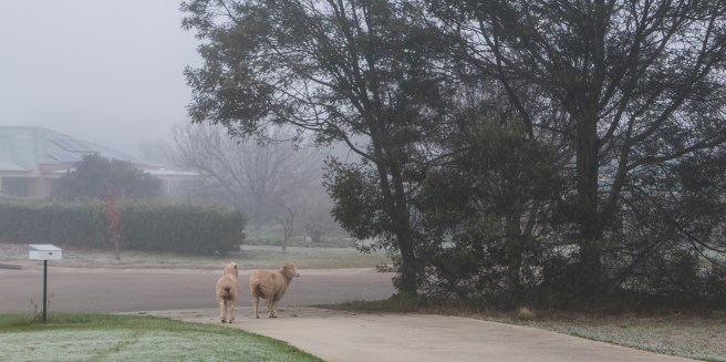Sheep in the front yard_2905_0010 copy 2