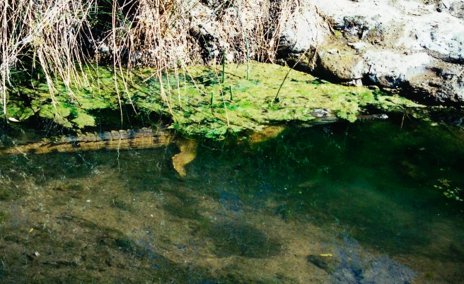Croc near the road at Mt Stanford Station copy 3
