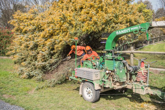 wattle-removal_09sep2016_0007-copy-3