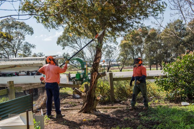 wattle-removal_09sep2016_0088-copy-3
