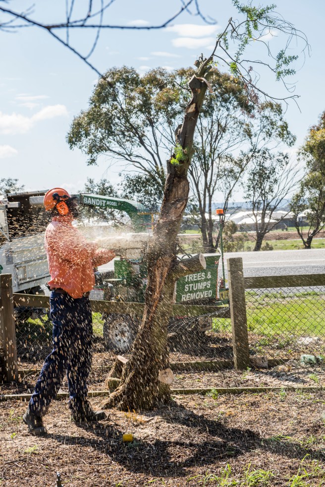 wattle-removal_09sep2016_0136-copy