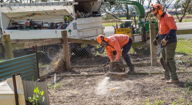 wattle-removal_09sep2016_0158-copy-3