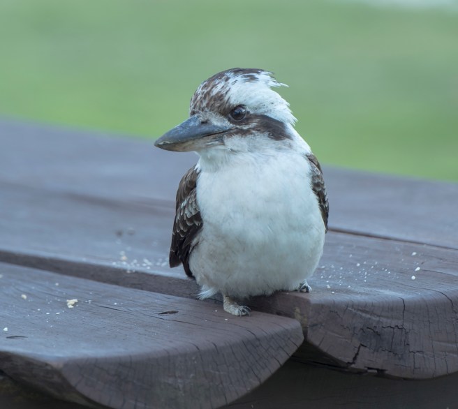 kempsey-odyssey_24sep2016_0027-copy-4-blog