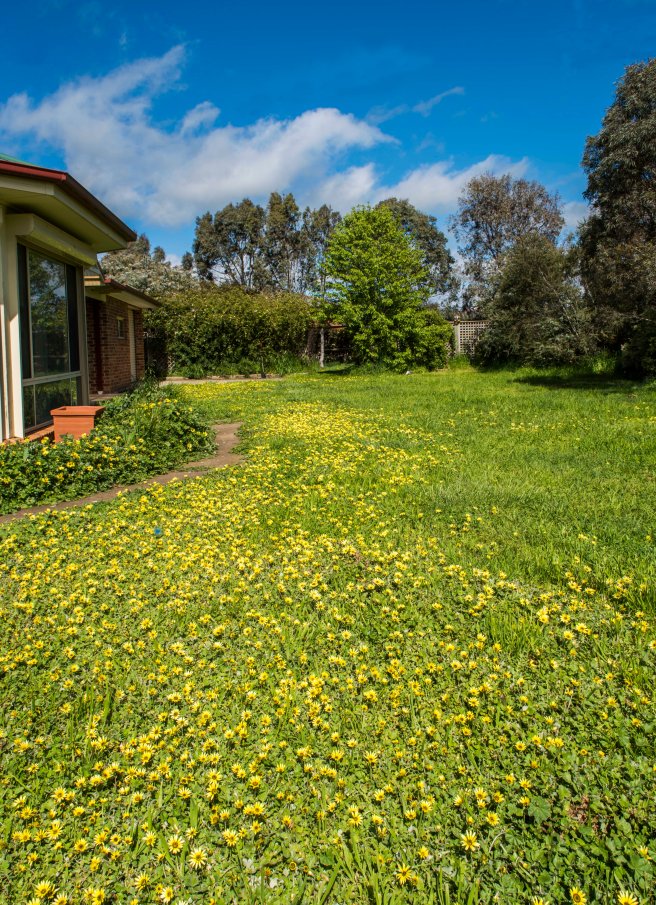 weeds-in-flower_11oct-2016_0011-copy-2-blog