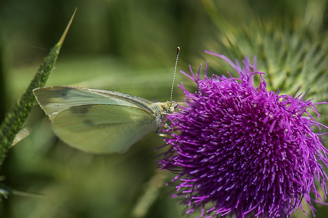 blog-thistle-and-insects_13jan-2017_0019-copy