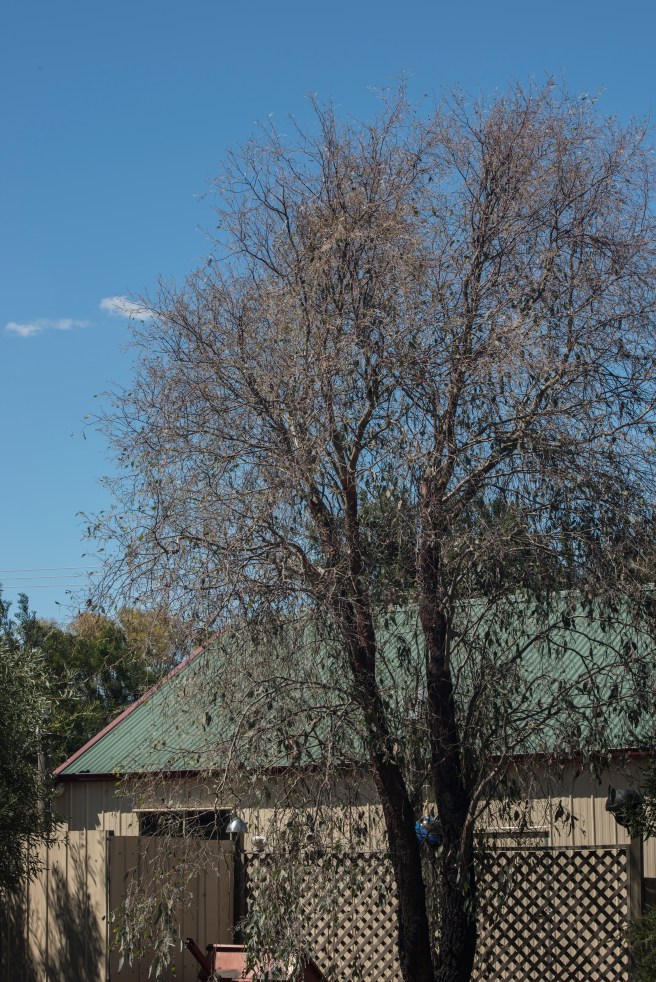 death-by-christmas-beetle_07jan-2017_0000-copy