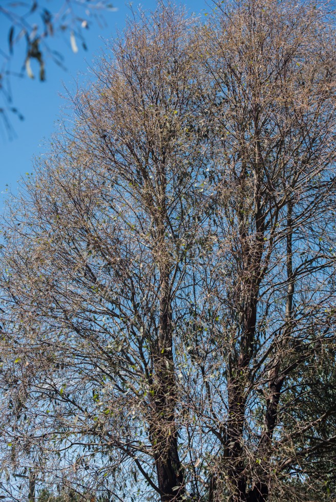 death-by-christmas-beetle_07jan-2017_0001-copy