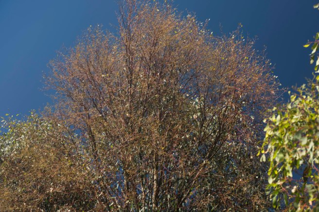 death-by-christmas-beetle_07jan-2017_0007-copy-2