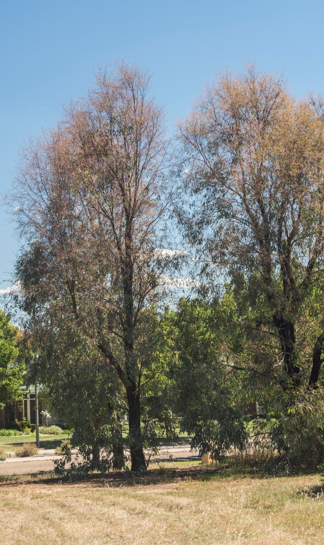 death-by-christmas-beetle_07jan-2017_0014-copy-2