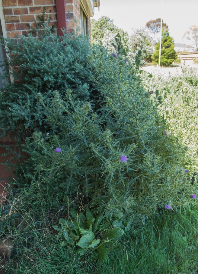 more-thistles_14jan-2017_0001-copy