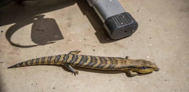 son-of-albert_dsc2509-copy-2